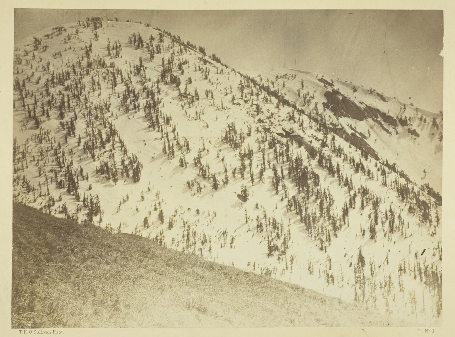 Pine trees scattered across a snow-covered ridge in Bull Run Mining District, Nevada